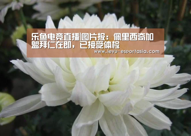 乐鱼电竞直播|图片报:佩里西奇加盟拜仁在即,已接受体检(图1) 乐鱼官方入口